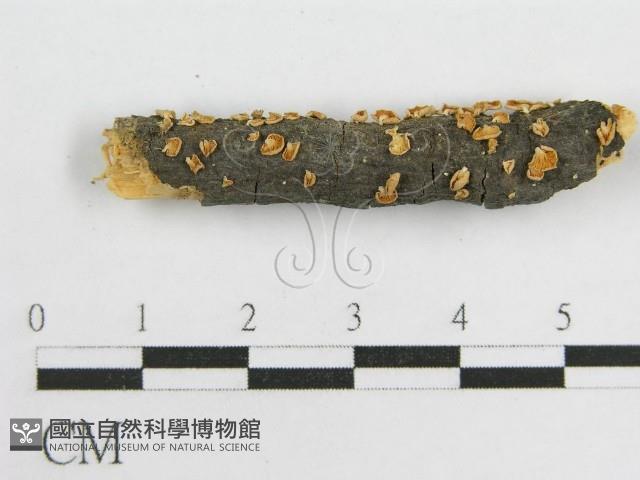 微皮傘屬藏品圖，第6張
