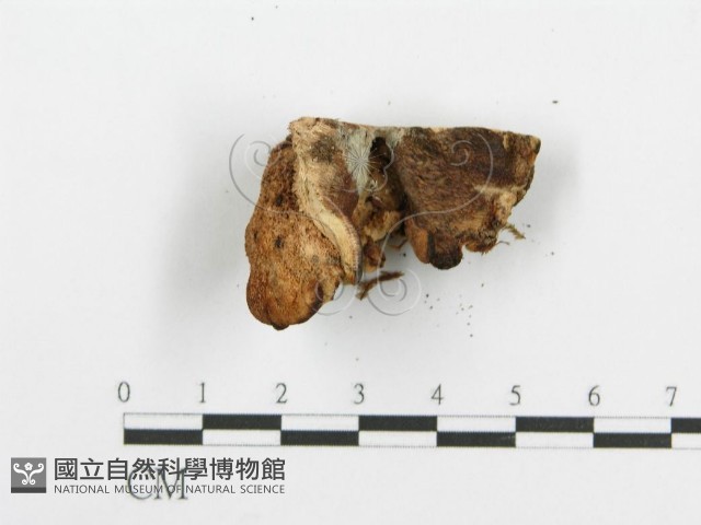 登錄號:F0005735藏品圖，第6張