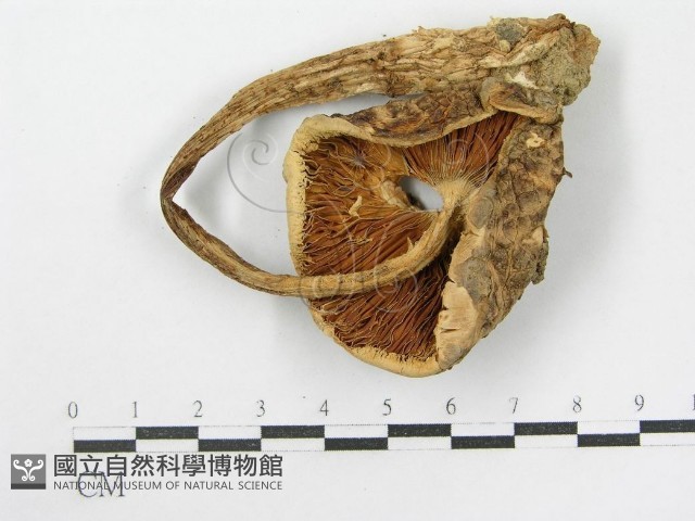 登錄號:F0002269藏品圖，第6張