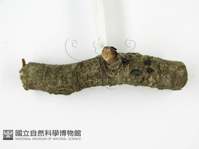 登錄號:F0001169藏品圖，第6張