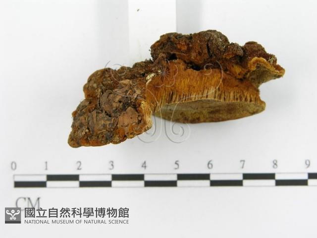 登錄號:F0014069藏品圖，第6張