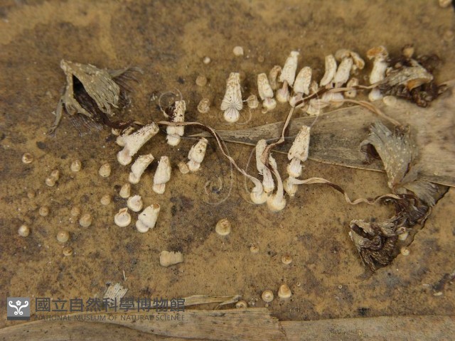 鬼傘屬藏品圖，第6張