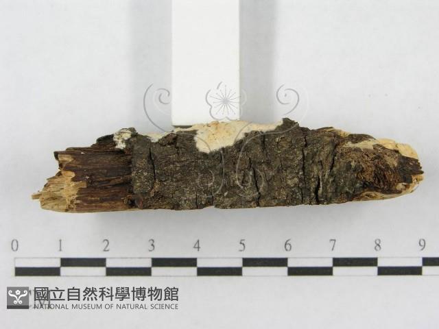 射脈菌屬藏品圖，第6張