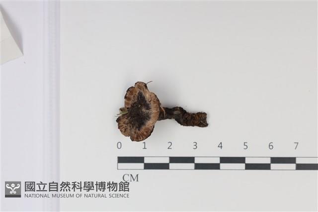 登錄號:F0035029藏品圖，第6張