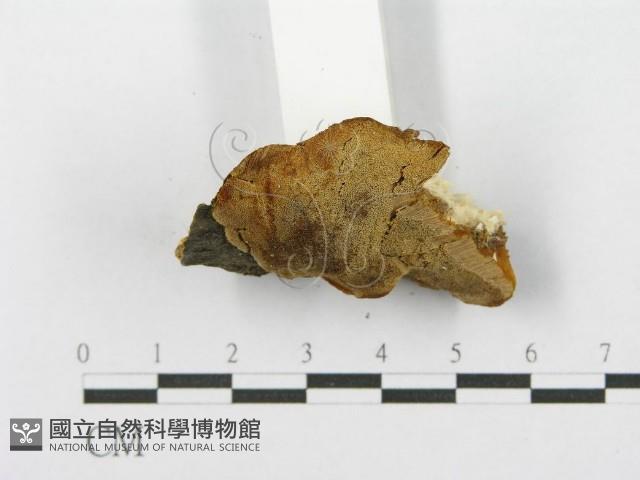 登錄號:F0017409藏品圖，第6張
