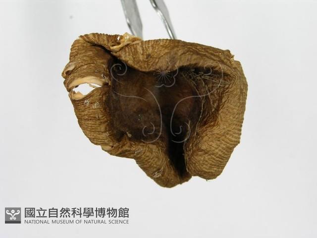紅菇屬藏品圖，第6張