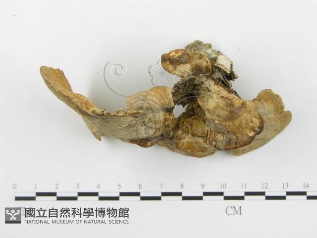 栓菌屬藏品圖，第6張