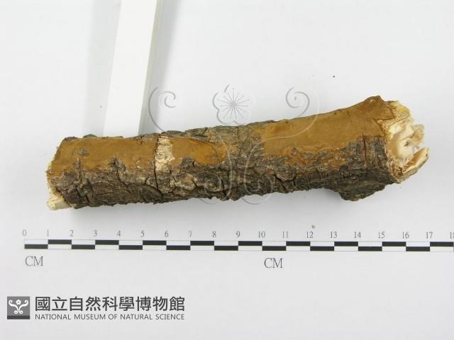 木層孔菌屬藏品圖，第6張
