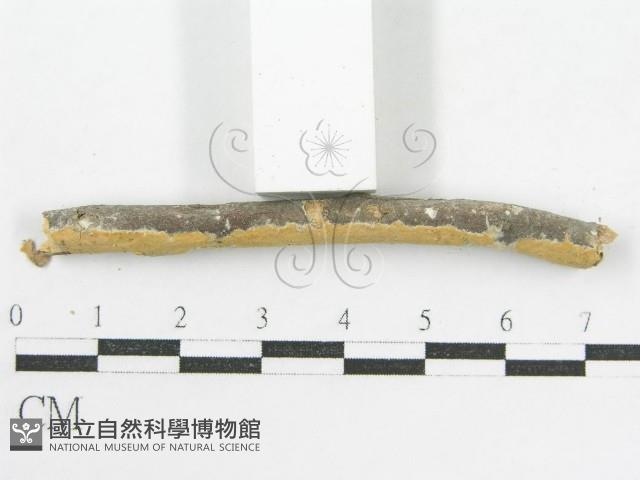 登錄號:F0002519藏品圖，第6張