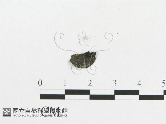 登錄號:F0019119藏品圖，第6張