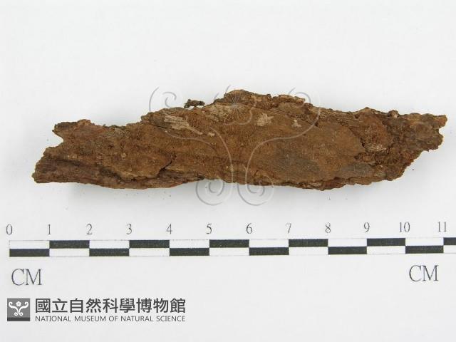 登錄號:F0000959藏品圖，第6張