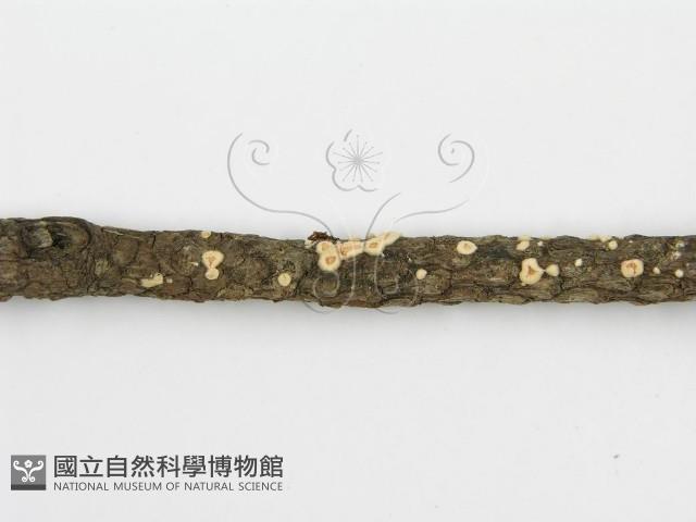 Accession Number:F0002959 Collection Image, Figure 6, Total 7 Figures