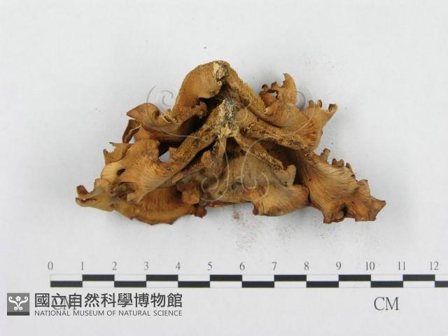 登錄號:F0000659藏品圖，第6張