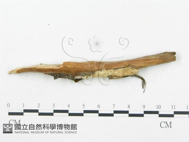 登錄號:F0019759藏品圖，第6張