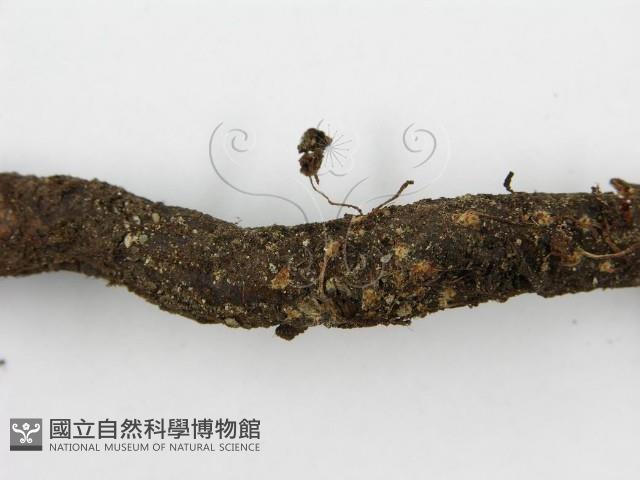 登錄號:F0019159藏品圖，第6張