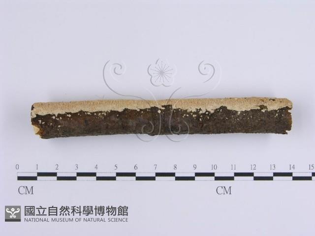 登錄號:F0001649藏品圖，第6張