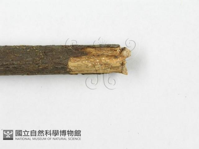 登錄號:F0013749藏品圖，第6張