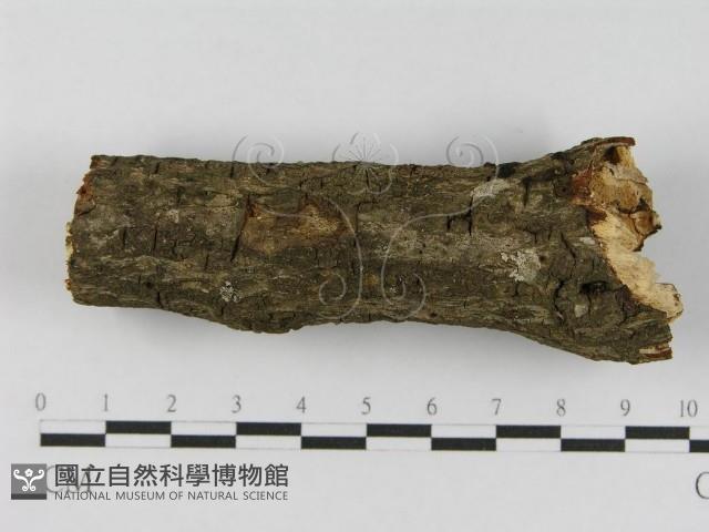 登錄號:F0008549藏品圖，第6張