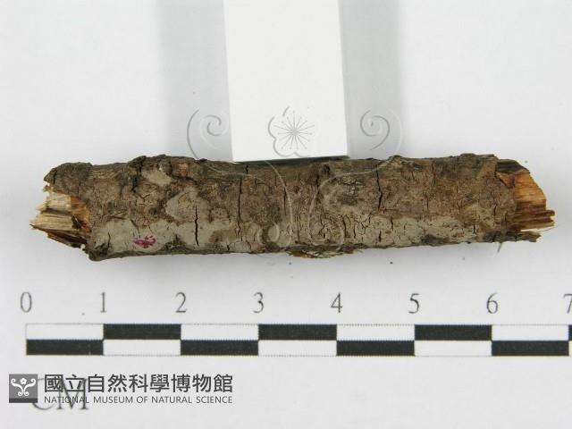 筍殼菌屬藏品圖，第6張