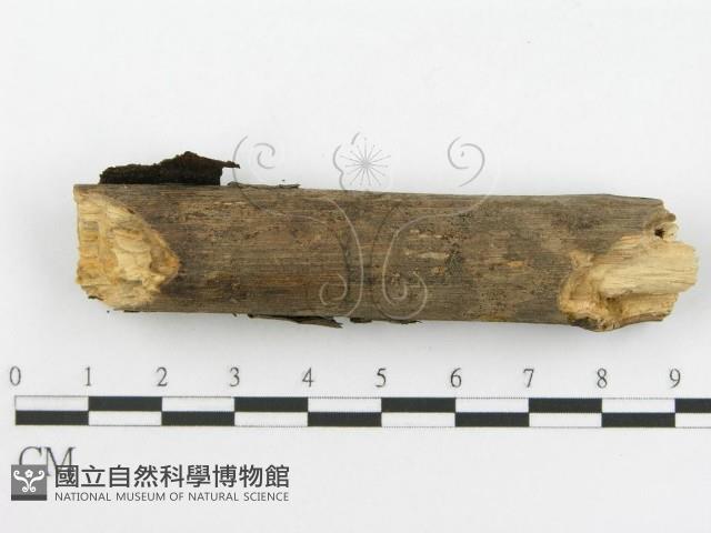 登錄號:F0001739藏品圖，第6張