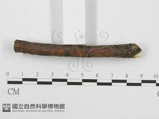 筍殼菌屬藏品圖，第6張