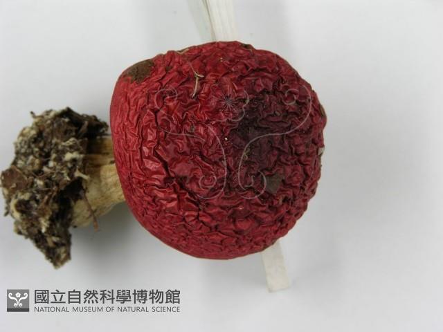 紅菇屬藏品圖，第6張