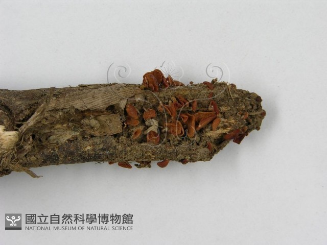 登錄號:F0014339藏品圖，第6張
