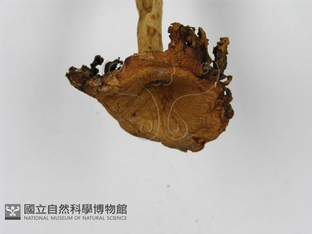 紅菇屬藏品圖，第6張