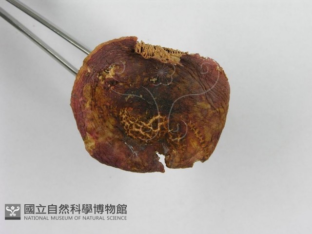 紅菇屬藏品圖，第6張