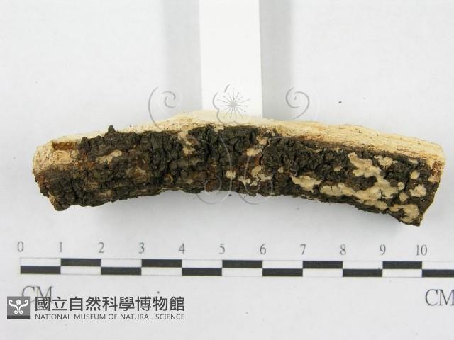 登錄號:F0003863藏品圖，第6張