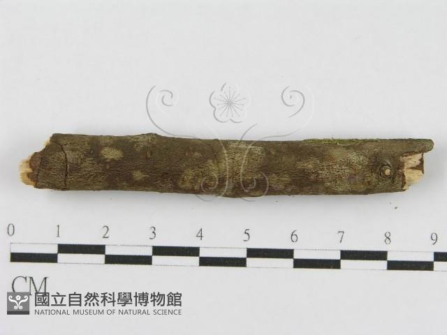 登錄號:F0010463藏品圖，第6張