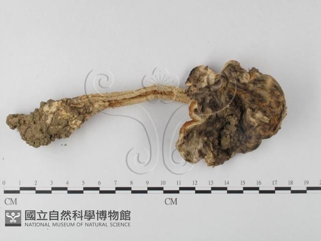 登錄號:F0003563藏品圖，第6張