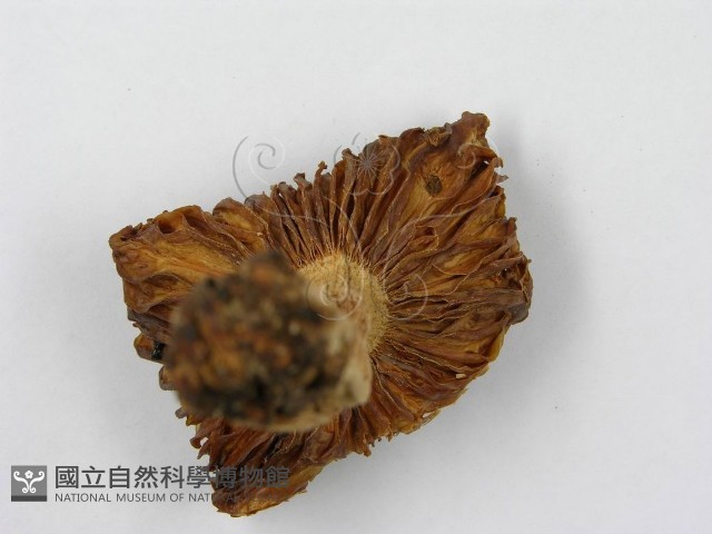 登錄號:F0002163藏品圖，第6張