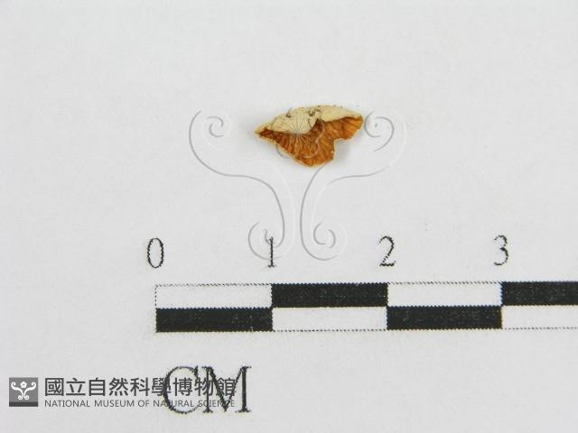 微皮傘屬藏品圖，第6張