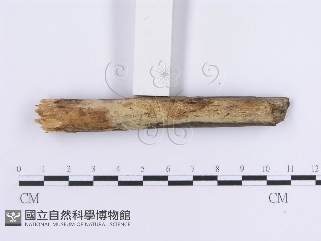 登錄號:F0013623藏品圖，第6張