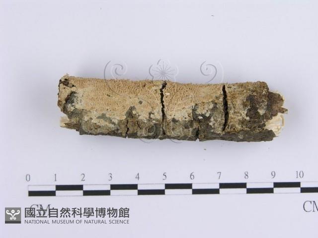 齒耳菌屬藏品圖，第6張