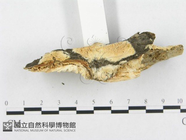 登錄號:F0017423藏品圖，第6張