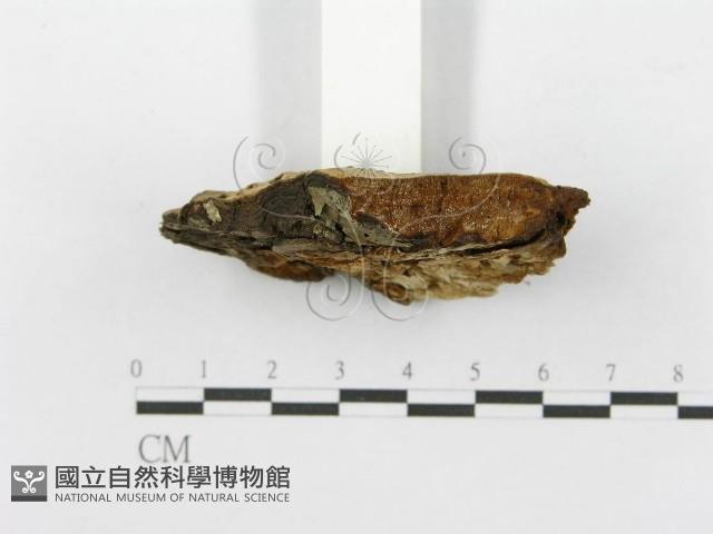 登錄號:F0017323藏品圖，第6張