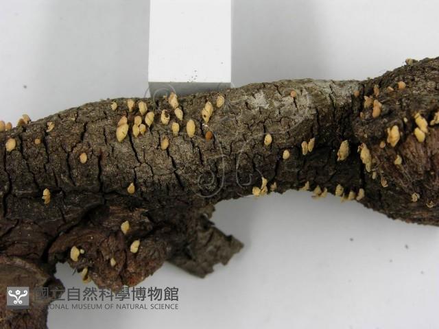 登錄號:F0005603藏品圖，第6張