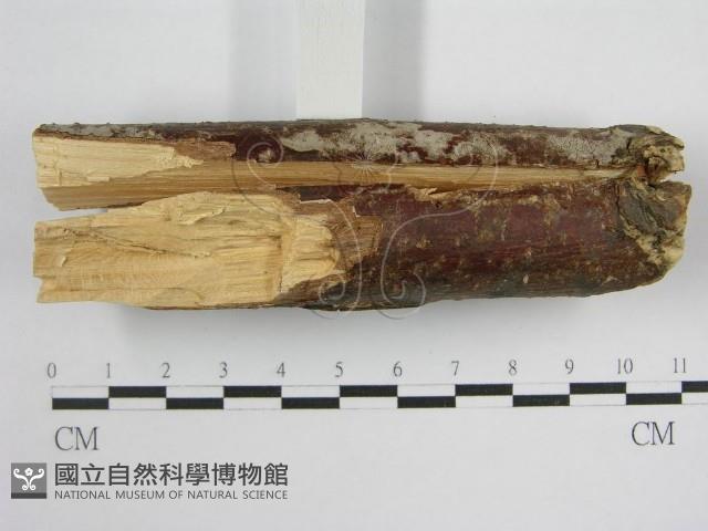 登錄號:F0000913藏品圖，第6張