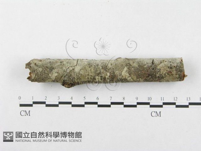 登錄號:F0002953藏品圖，第6張