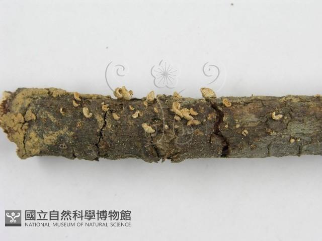 登錄號:F0007453藏品圖，第6張