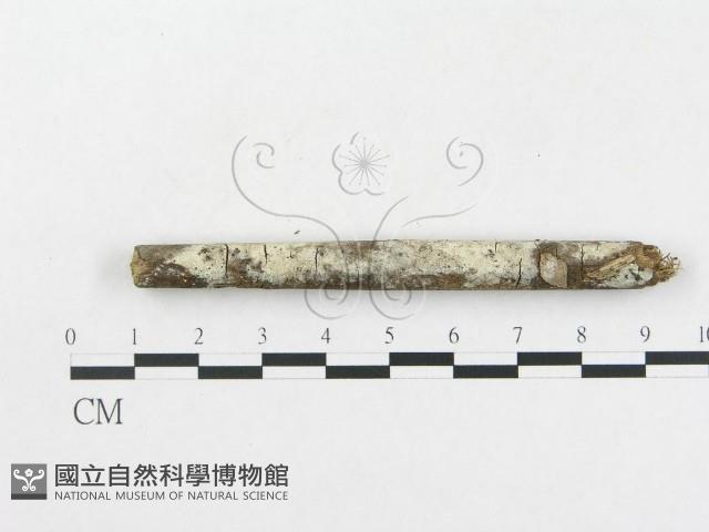 硬孔菌屬藏品圖，第6張