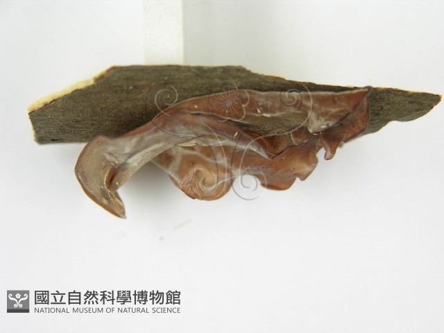 木耳藏品圖，第6張