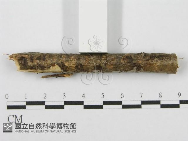 筍殼菌屬藏品圖，第6張
