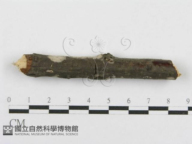 登錄號:F0016933藏品圖，第6張