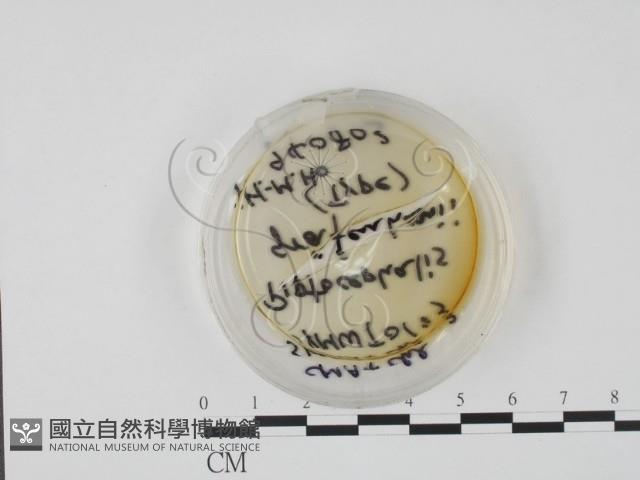 登錄號:F0018433藏品圖，第6張