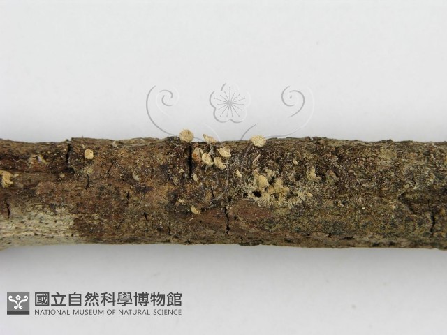 登錄號:F0007473藏品圖，第6張
