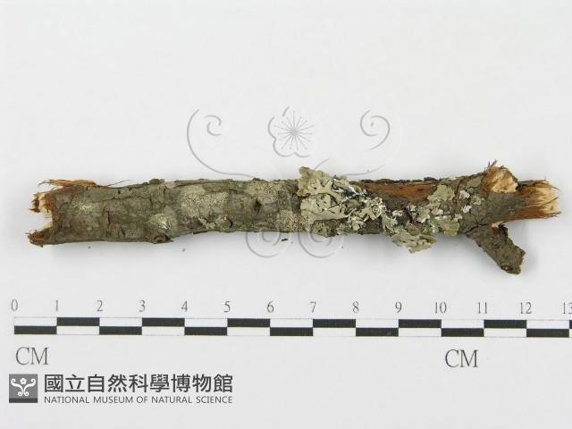 登錄號:F0015773藏品圖，第6張