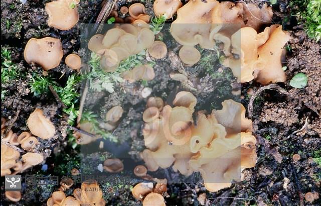 登錄號:F0012872藏品圖，第14張